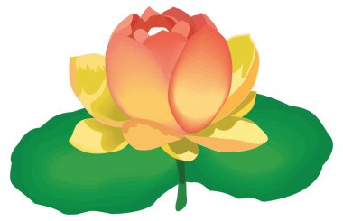chinese lotus flower vector illustration transparent background
