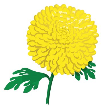 chrysanthemum flower vector illustration transparent background