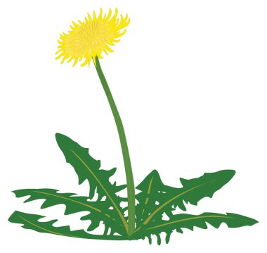 dandlion flower vector illustration transparent background