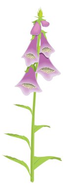 foxglove flower vector illustration transparent background