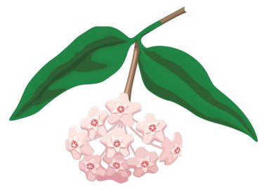 wax flower vector illustration transparent background