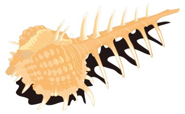cabrits murex shell vector illustration transparent background