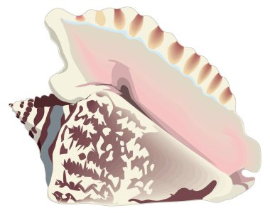 hawk wing conch shell vector illustration transparent background