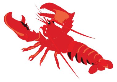 red lobster vector illustration transparent background