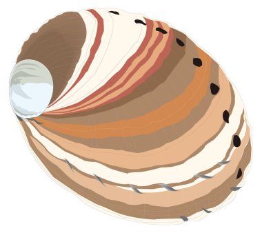 red sea shell vector illustration transparent background