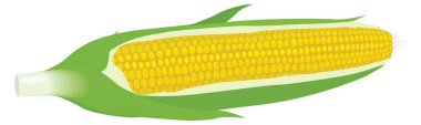 corn cob vector illustration transparent background