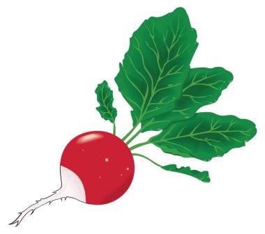 radish vector illustration transparent background
