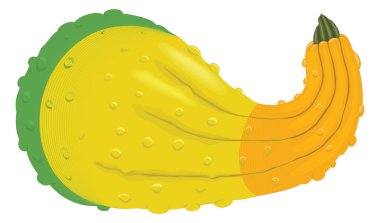squash vector illustration transparent background