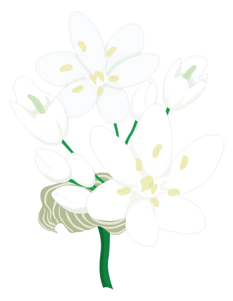 Allium Flower Vector Illustration Transparent Background — Διανυσματικό Αρχείο