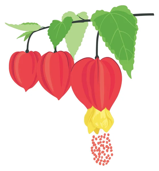 Abutilon Blume Vektor Abbildung Transparenten Hintergrund — Stockvektor