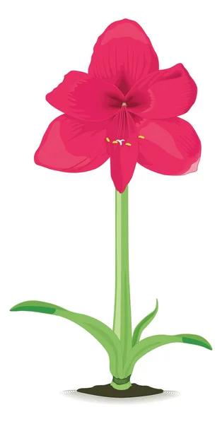 Amaryllis Flower Vector Illustration Transparent Background — Διανυσματικό Αρχείο