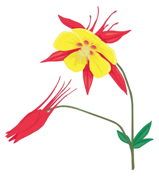 Aquilegia Columbine Flower Vector Illustration Transparent Background — Διανυσματικό Αρχείο