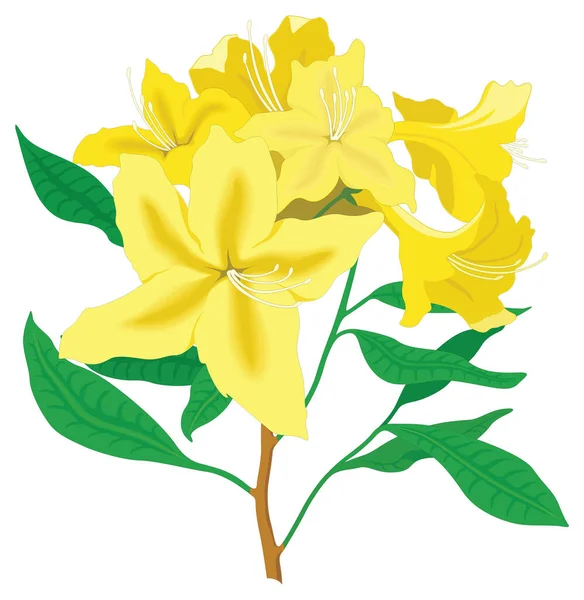 Azalee Blume Vektor Illustration Transparenten Hintergrund — Stockvektor