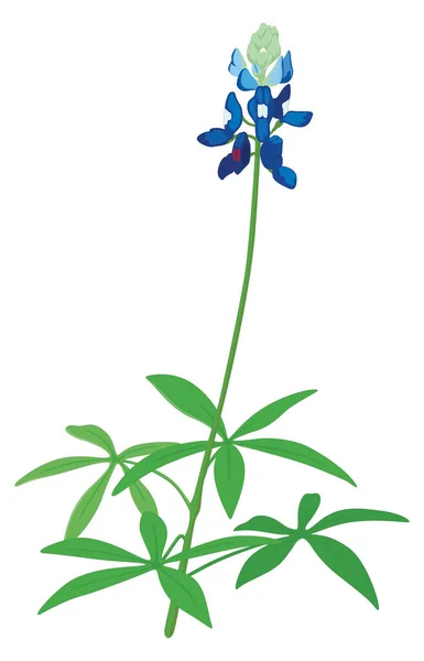 Bluebonnet Blume Vektor Illustration Transparenten Hintergrund — Stockvektor