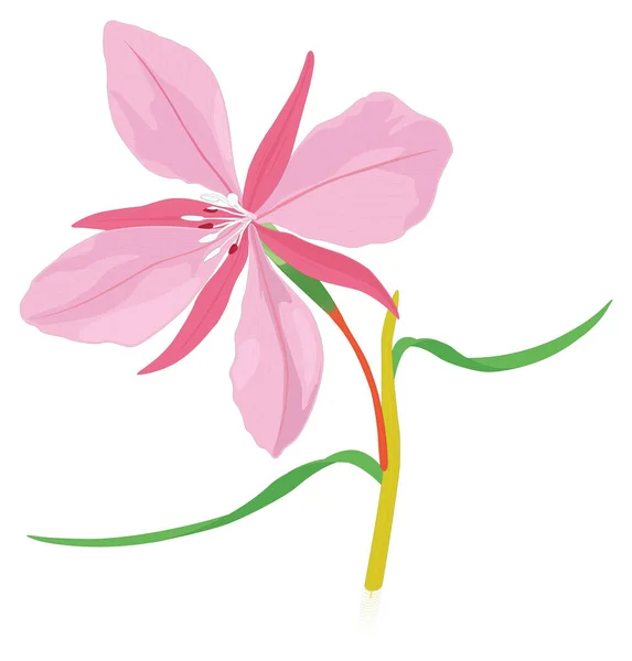 Broadwild Flower Vector Illustration Transparent Background — Διανυσματικό Αρχείο