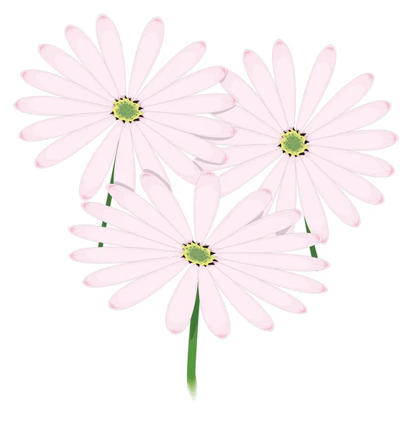 Cape Marigold Flower Vector Illustration Transparent Background — 스톡 벡터