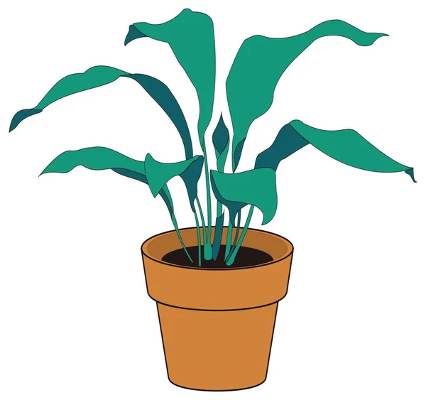 Cast Iron Plant Vector Illustration Transparent Background — Vector de stock