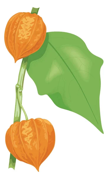 Chinese Lantern Flower Vector Illustration Transparent Background — Διανυσματικό Αρχείο