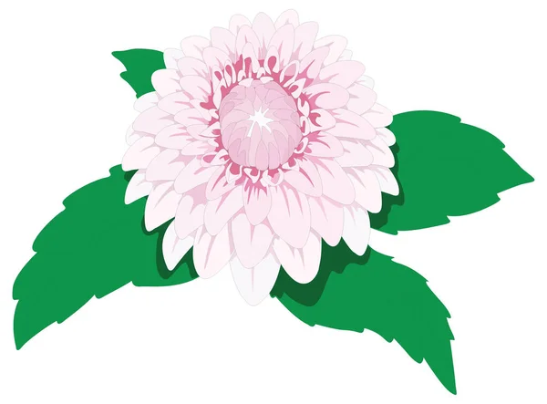 Dahlia Flower Vector Illustration Transparent Background — Διανυσματικό Αρχείο