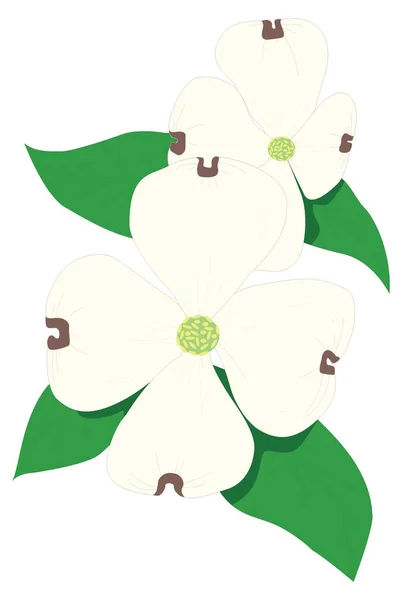 Hartriegel Blume Vektor Illustration Transparenten Hintergrund — Stockvektor