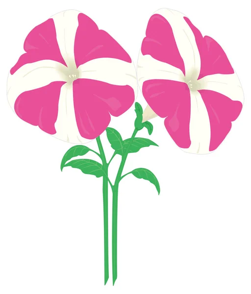 Dwarf Petunia Flower Vector Illustration Transparent Background — Διανυσματικό Αρχείο
