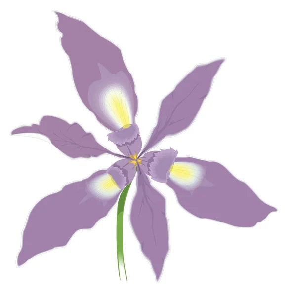 Grass Widow Douglas Flower Vector Illustration Transparent Background — Archivo Imágenes Vectoriales