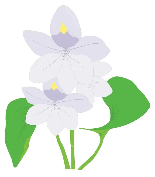 Hyacinth Flower Vector Illustration Transparent Background — Διανυσματικό Αρχείο