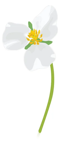 Narrow Flower Vector Illustration Transparent Background — Διανυσματικό Αρχείο