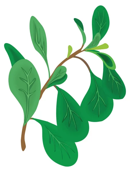 Oregano Pflanze Vektor Abbildung Transparent Hintergrund — Stockvektor