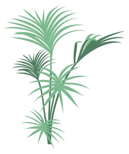 Palm Tree Plant Vector Illustration Transparent Background — Stok Vektör