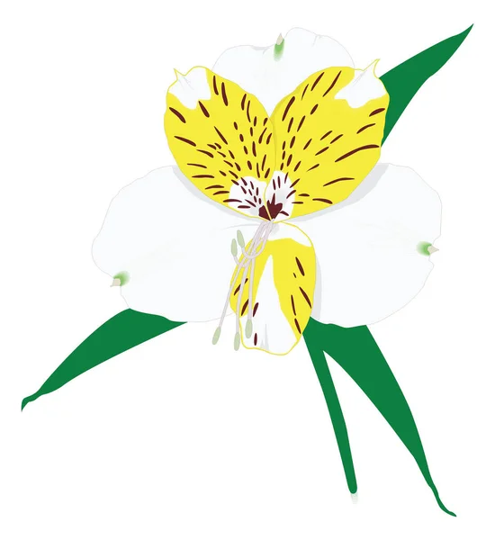 Peruvian Lily Lilies Flower Vector Illustration Transparent Background — ストックベクタ