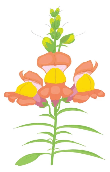 Snapdragon Flower Vector Illustration Transparent Background — Διανυσματικό Αρχείο
