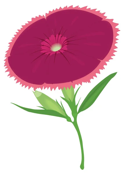 Sweet William Flower Vector Illustration Transparent Background — Διανυσματικό Αρχείο