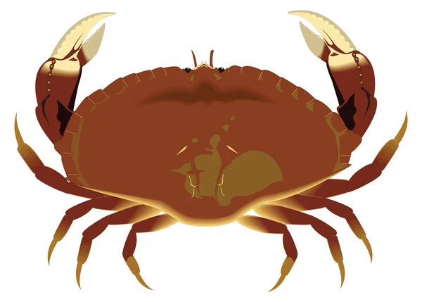 Dungeness Crab Vector Illustration Transparent Background - Stok Vektor