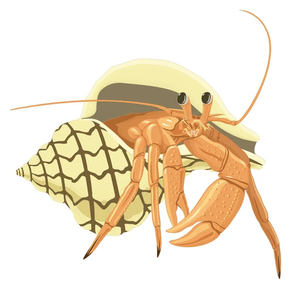 Hermit Crab Vector Illustration Transparent Background - Stok Vektor