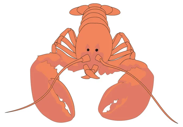 Red Lobster Front Vector Illustration Transparent Background - Stok Vektor