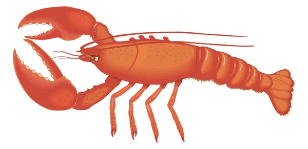 Red Lobster Swim Vector Illustration Transparent Background - Stok Vektor