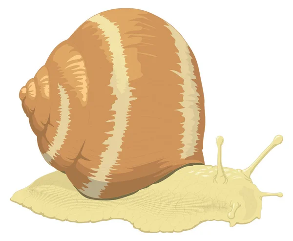 Snail Vector Illustration Transparent Background - Stok Vektor