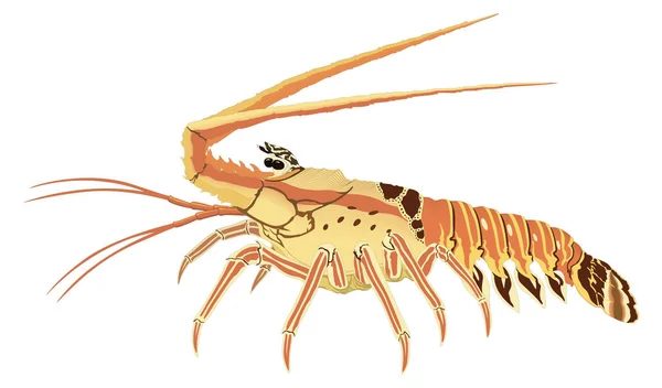 Spiny Lobster Shrimp Vector Illustration Transparent Background - Stok Vektor