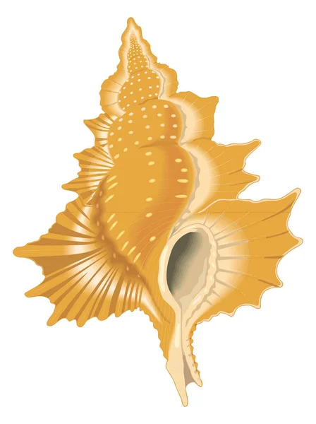 Triton Shell Vector Illustration Transparent Background — Archivo Imágenes Vectoriales