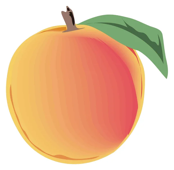 Peach Vector Illustration Transparent Background - Stok Vektor