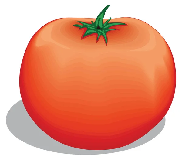 Red Tomato Vector Illustration Transparent Background — Archivo Imágenes Vectoriales