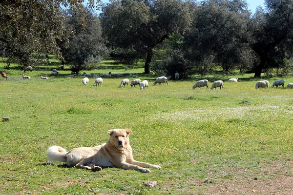Tarlada koyun güden köpek
