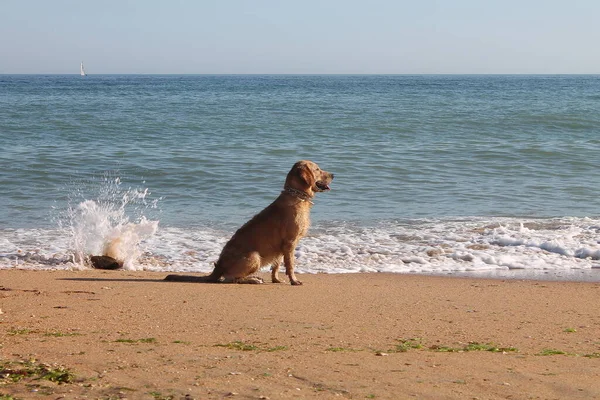 Cane Golden Retriever Sulla Spiaggia — Foto Stock