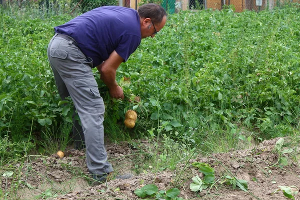 Adam bahçeden patates topluyor.