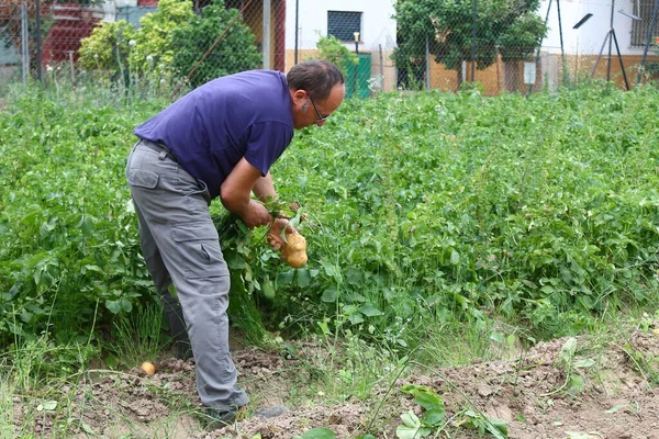 Adam bahçeden patates topluyor.