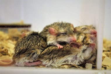 Şeffaf kutuda evcil fare