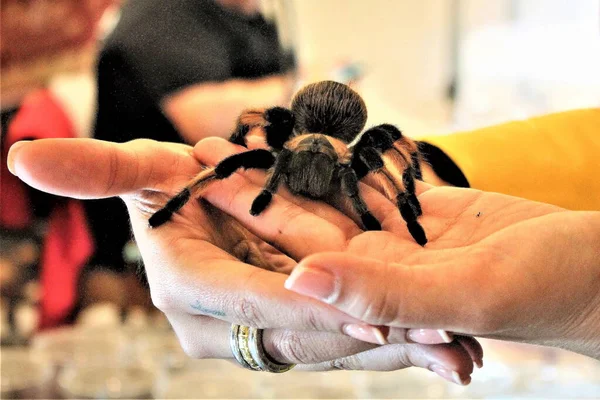 Kadınların elinde tarantula