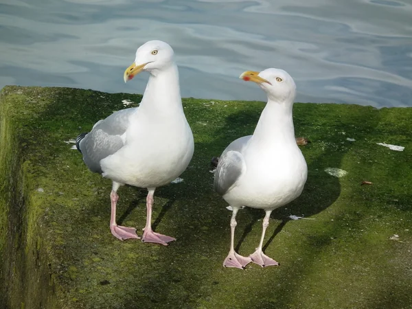 gürültülü martı