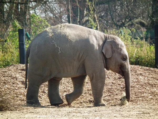 El poderoso elefante — Foto de Stock